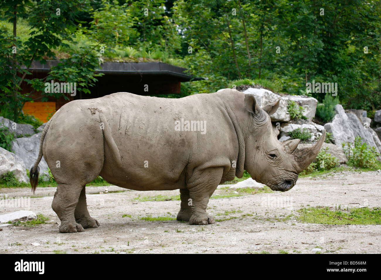 Rhinocéros blanc, carré-lipped Rhinoceros (Ceratotherium simum), homme au Zoo de Hellbrunn, Salzbourg, Autriche Banque D'Images