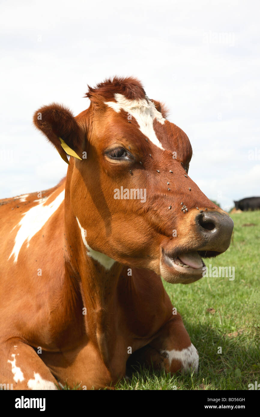 La vache rouge et blanche de mâcher de l'herbe sur une pelouse. Banque D'Images