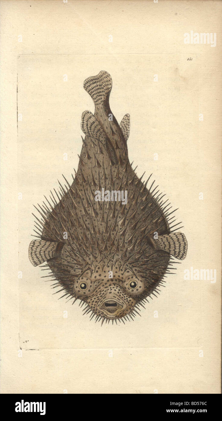 Gravure coloriée d'un porc-épic diodon hystrix Diodon (poisson) de 'Naturalist's Miscellany' (1794). Banque D'Images