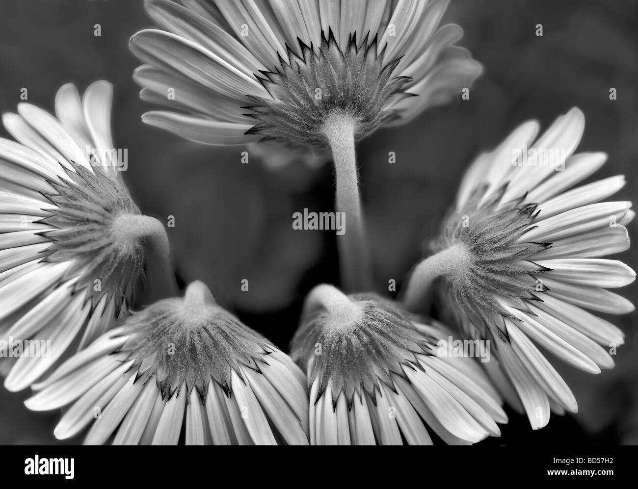 Gerbera Al s Oregon Banque D'Images