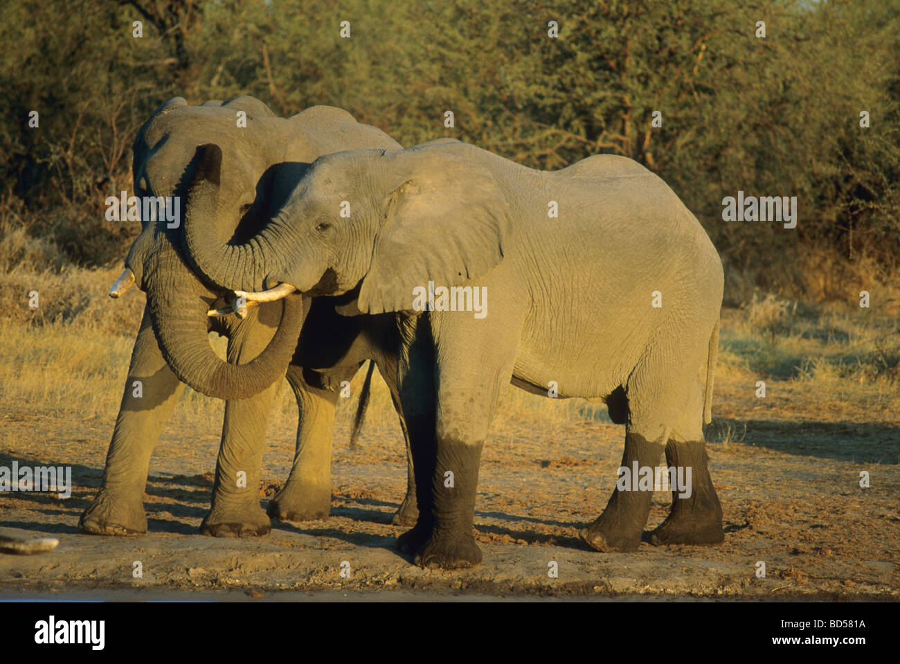 Les éléphants d'Afrique (Loxodonta africanus) chaque message d'autres éléphants, Okavango Delta, Botswana Banque D'Images