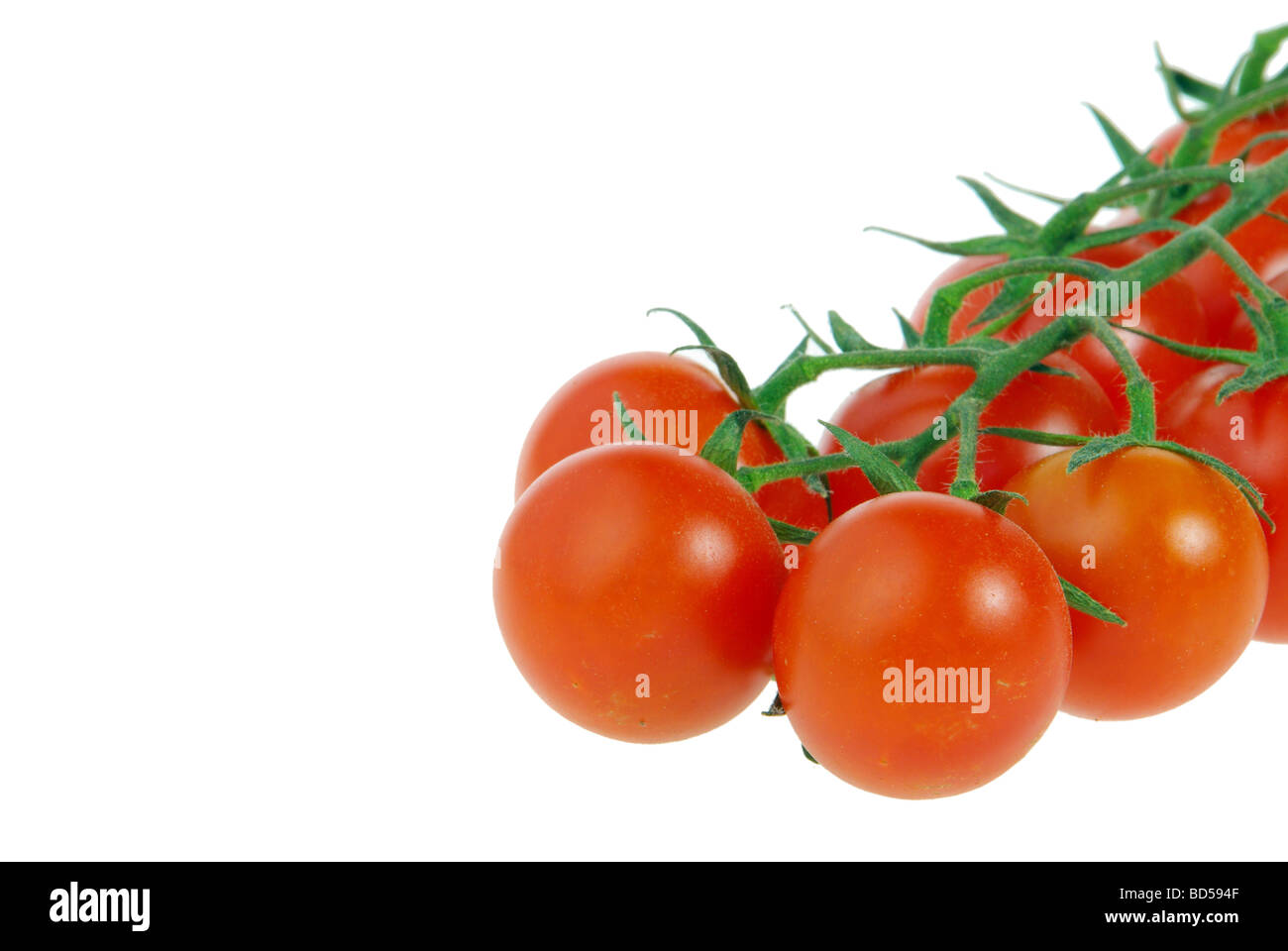 Tomate la tomate 25 Banque D'Images