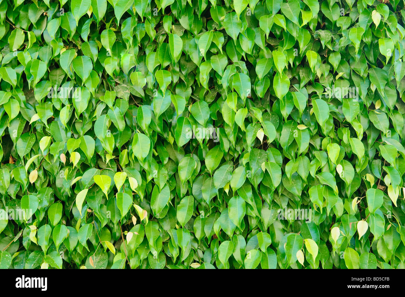 Couverture verte ou vert Feuilles Wall Banque D'Images