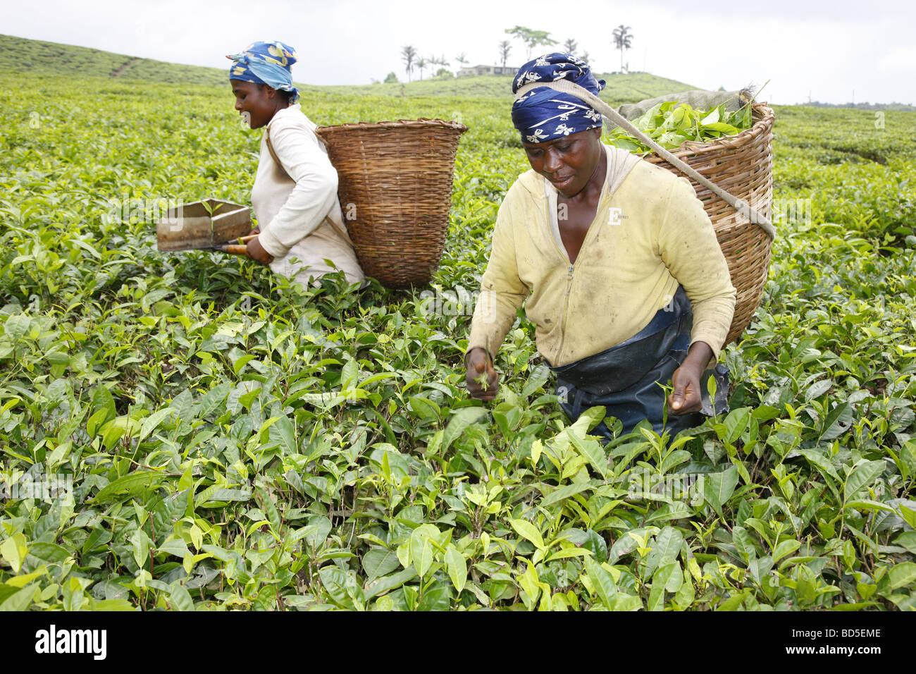 Les cueilleurs de thé, plantation de thé au Mont Cameroun, Douala, Cameroun, Afrique Banque D'Images