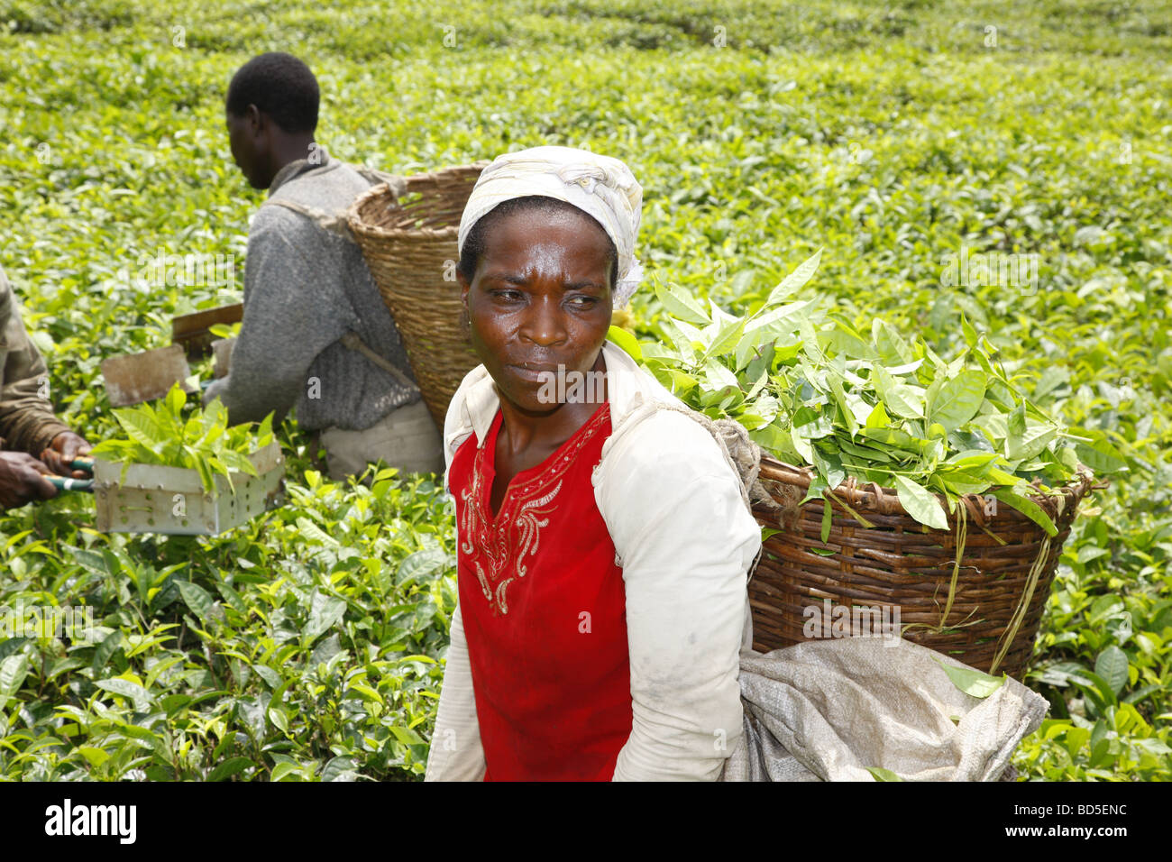 Les cueilleurs de thé, plantation de thé au Mont Cameroun, Douala, Cameroun, Afrique Banque D'Images