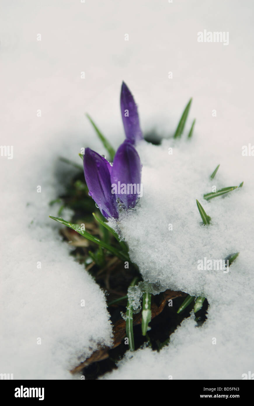 Une purple crocus lilas émerge à travers la neige de l'hiver au début du printemps Banque D'Images