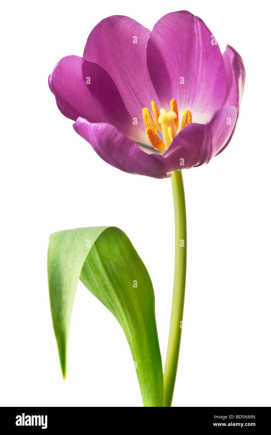 Printemps tulipes fleur isolé sur fond blanc Banque D'Images