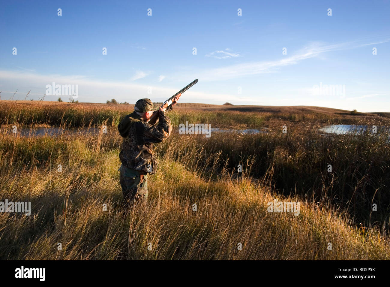 Chasseur expérimenté Timmy Stein vise son fusil de chasse à l'arrivée d'un canard à un bourbier dans le Dakota du nord ouest de Minot. Banque D'Images