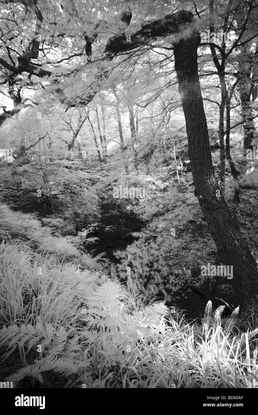 Northumberland England Plessey Woods Country Park noir blanc photographie infrarouge de la forêt dans les bois du parc Pays Plessey Banque D'Images