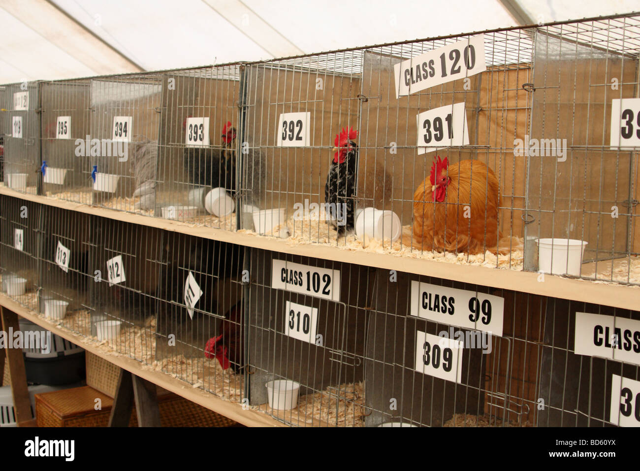 Les volailles en cages en Bakewell Show, Bakewell, Derbyshire, Angleterre, Royaume-Uni Banque D'Images