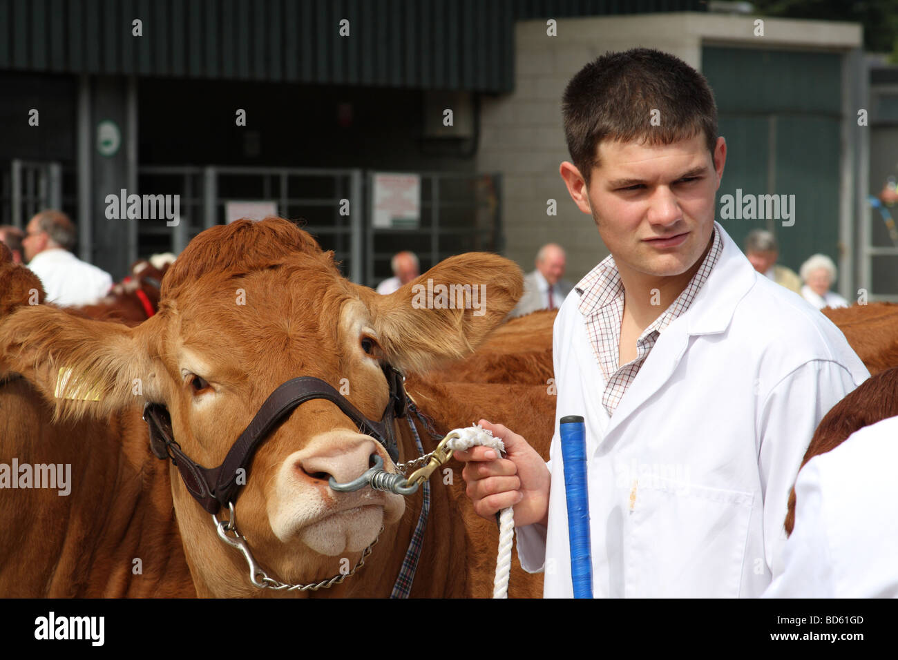 Un jeune agriculteur avec les bovins à l'Bakewell Show, Bakewell, Derbyshire, Angleterre, Royaume-Uni Banque D'Images