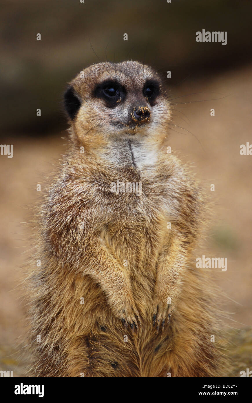 Meerkat avec nez de sable Banque D'Images