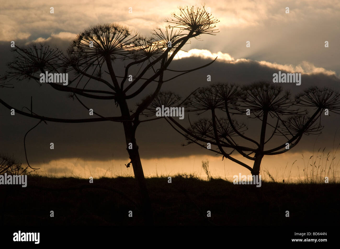Plantes côtières au coucher du soleil sur la rive de Moreton, Wirral, Merseyside, Royaume-uni sur une soirée, décembre 2008. Banque D'Images