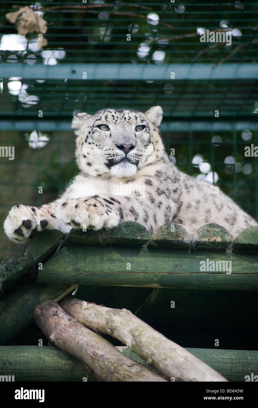 MizI une femelle de léopard des neiges ( Panthera Uncia) de l'Himalaya, Cat Sanctuary et programme de reproduction - Wildlife Heritage Foundation, Royaume-Uni Banque D'Images