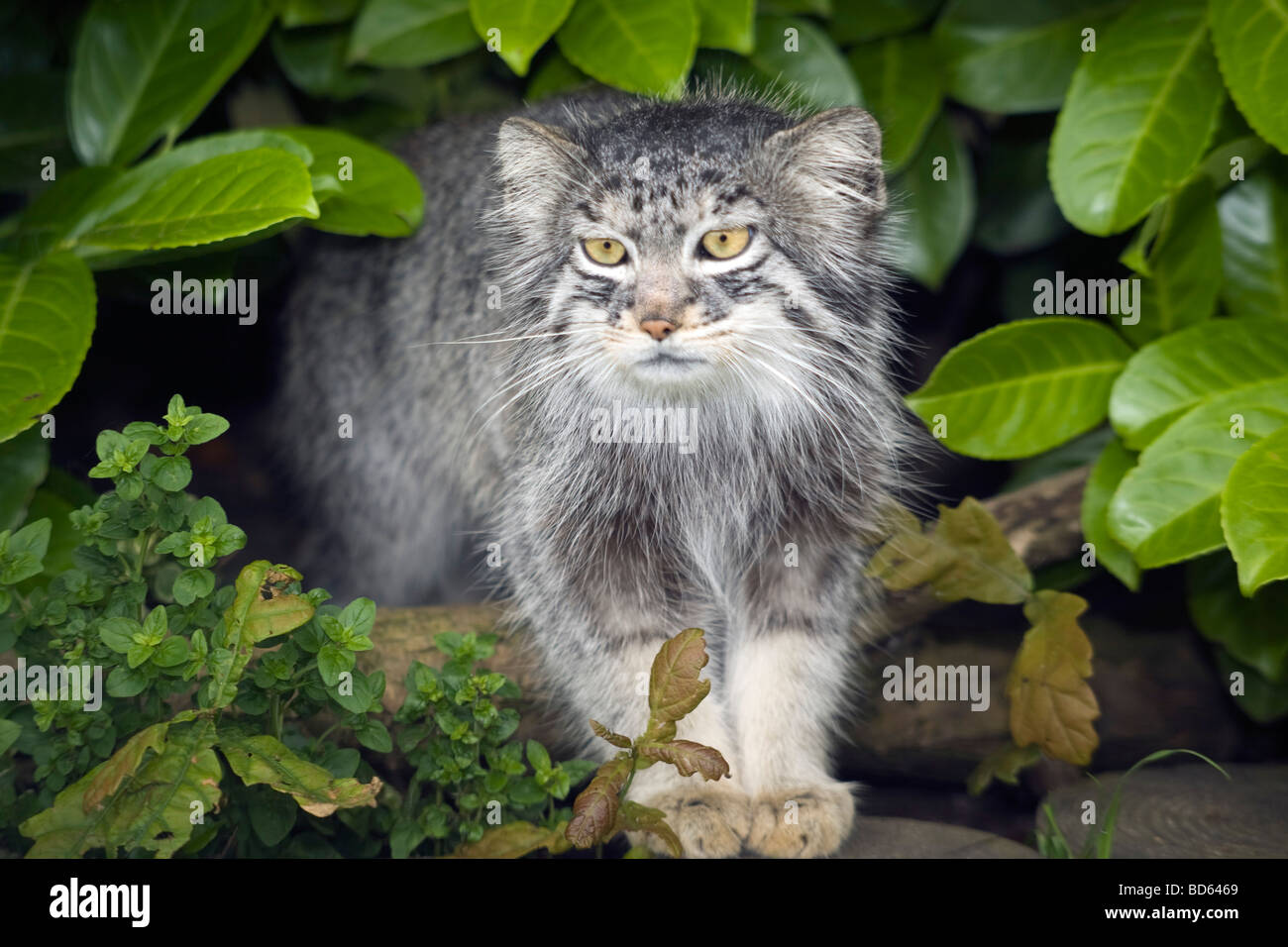 Malé Pallas Cat (Octolobus Manul) d'Asie centrale - Cat Sanctuary et programme de bradage à la Wildlife Heritage Foundation, Royaume-Uni Banque D'Images Malé Pallas Cat (Octolobus Manul) d'Asie centrale - Cat Sanctuary et programme de bradage à la Wildlife Heritage Foundation, Royaume-Uni Banque D'Images