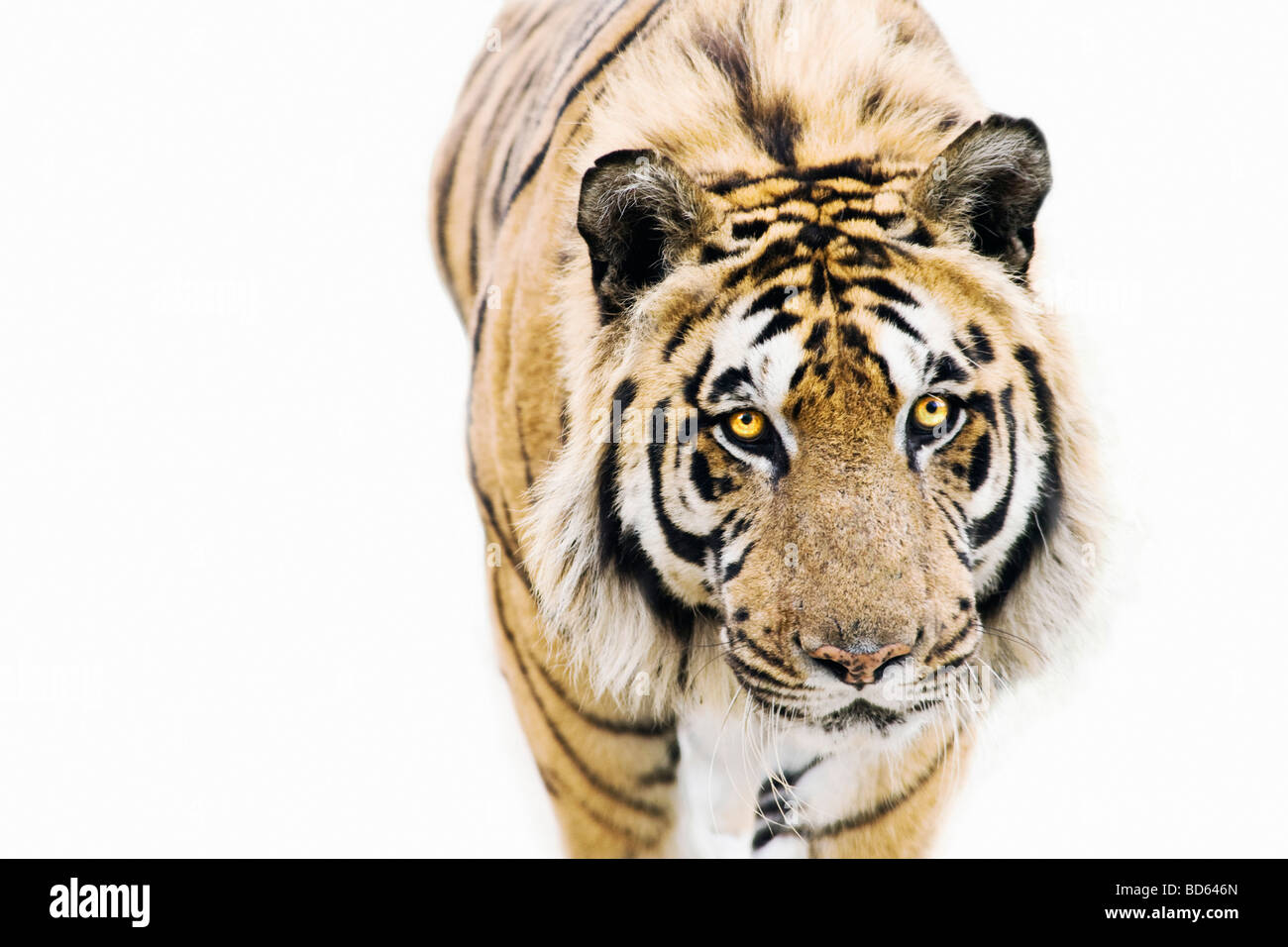 Gros plan d'un tigre du Bengale de la Wildlife Heritage Foundation, Royaume-Uni Banque D'Images
