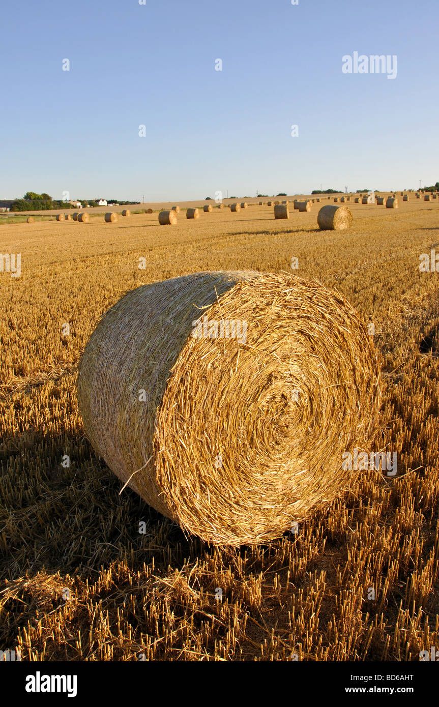 Domaine de la tour des balles de foin fraîchement mis en balles, près de Sandwich. Kent, Angleterre, Royaume-Uni Banque D'Images
