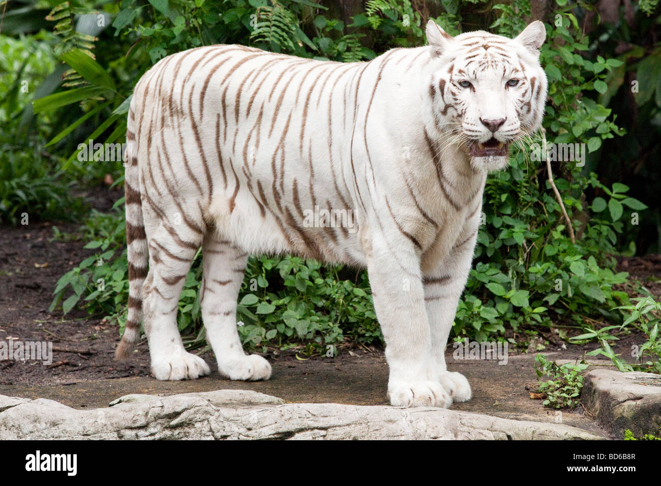 Portrait d'un tigre blanc du Bengale Banque D'Images