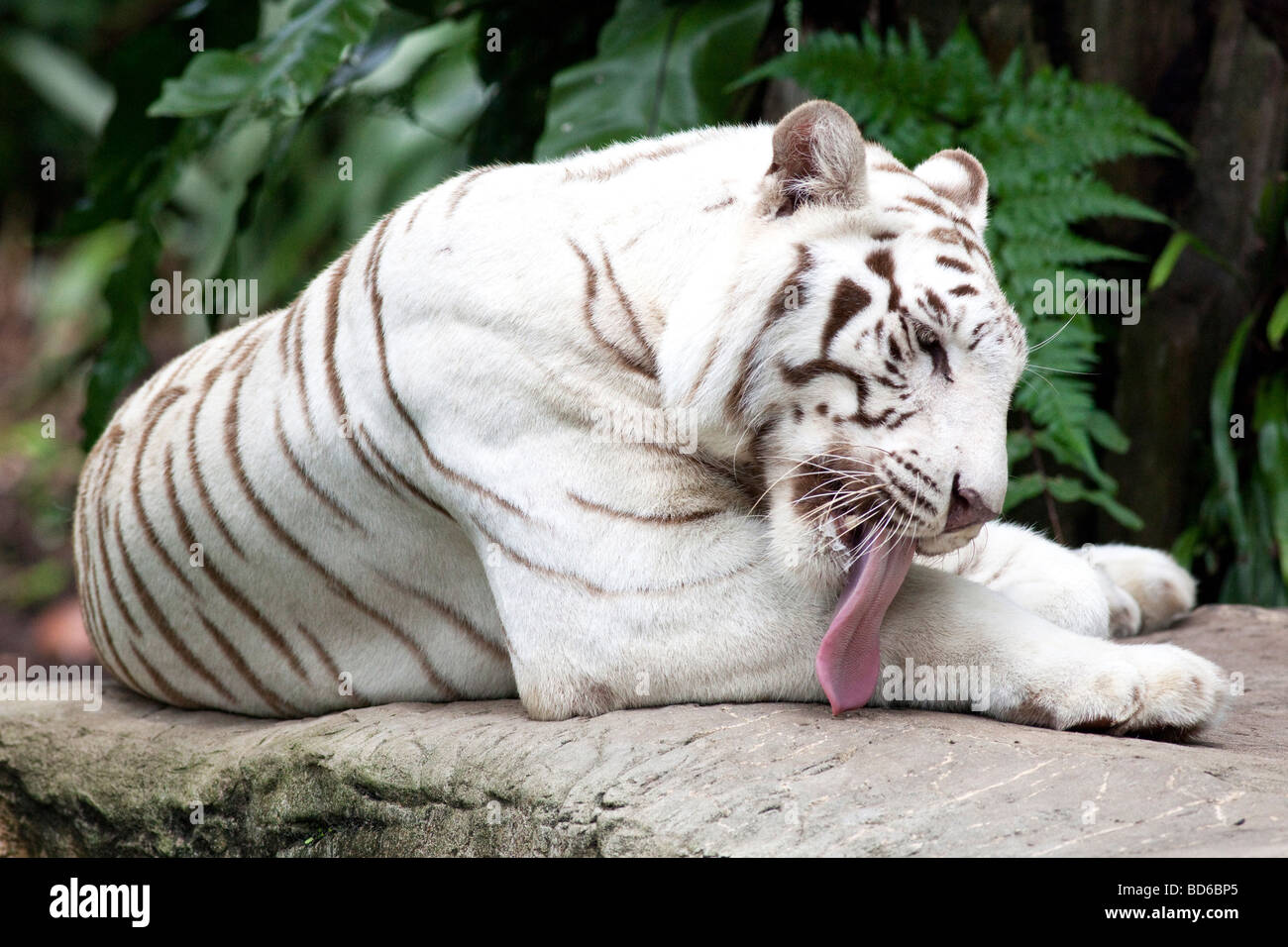 Portrait d'un tigre blanc du Bengale Banque D'Images