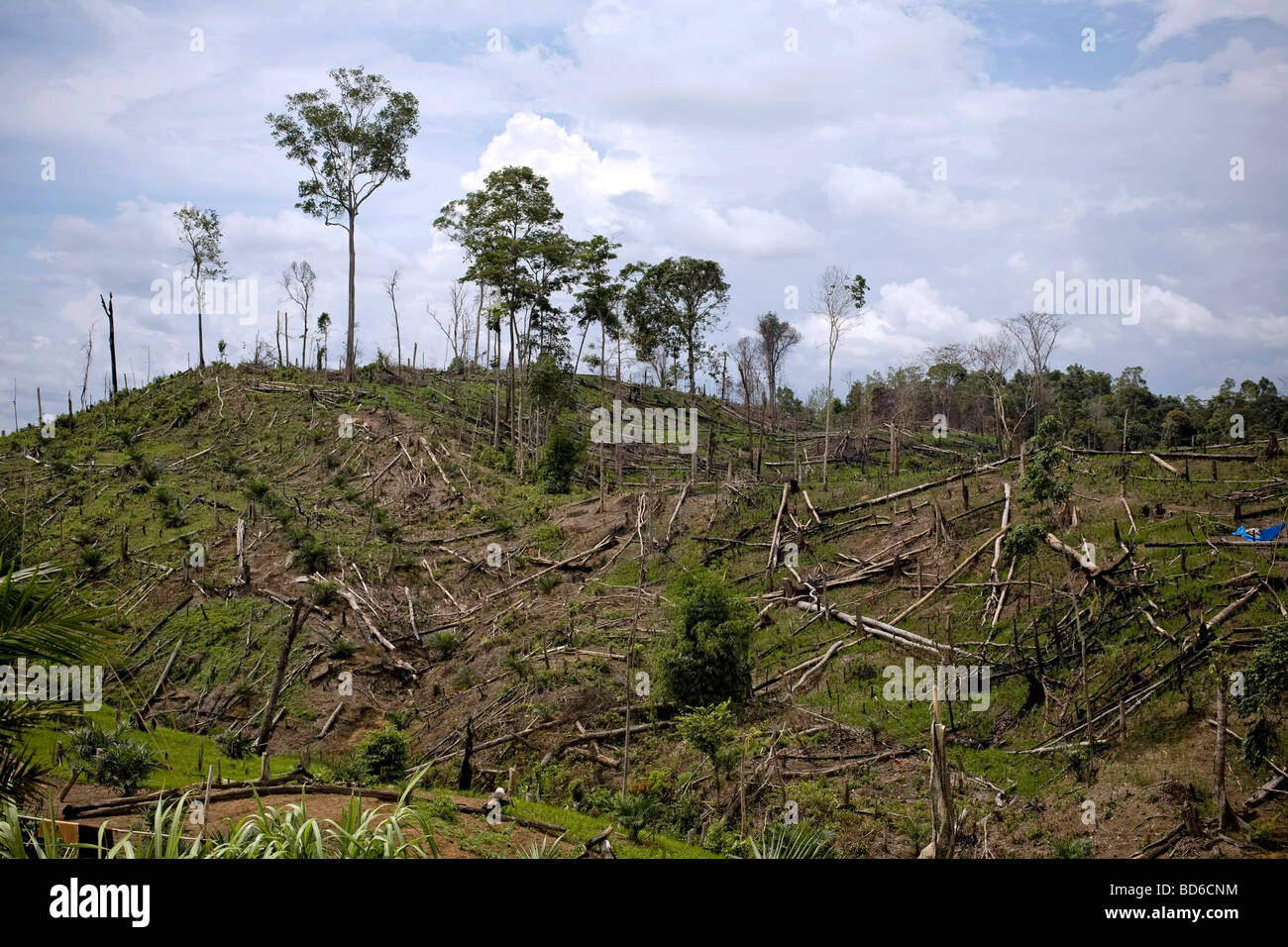 L'Indonésie, île de Sumatra : la déforestation Banque D'Images