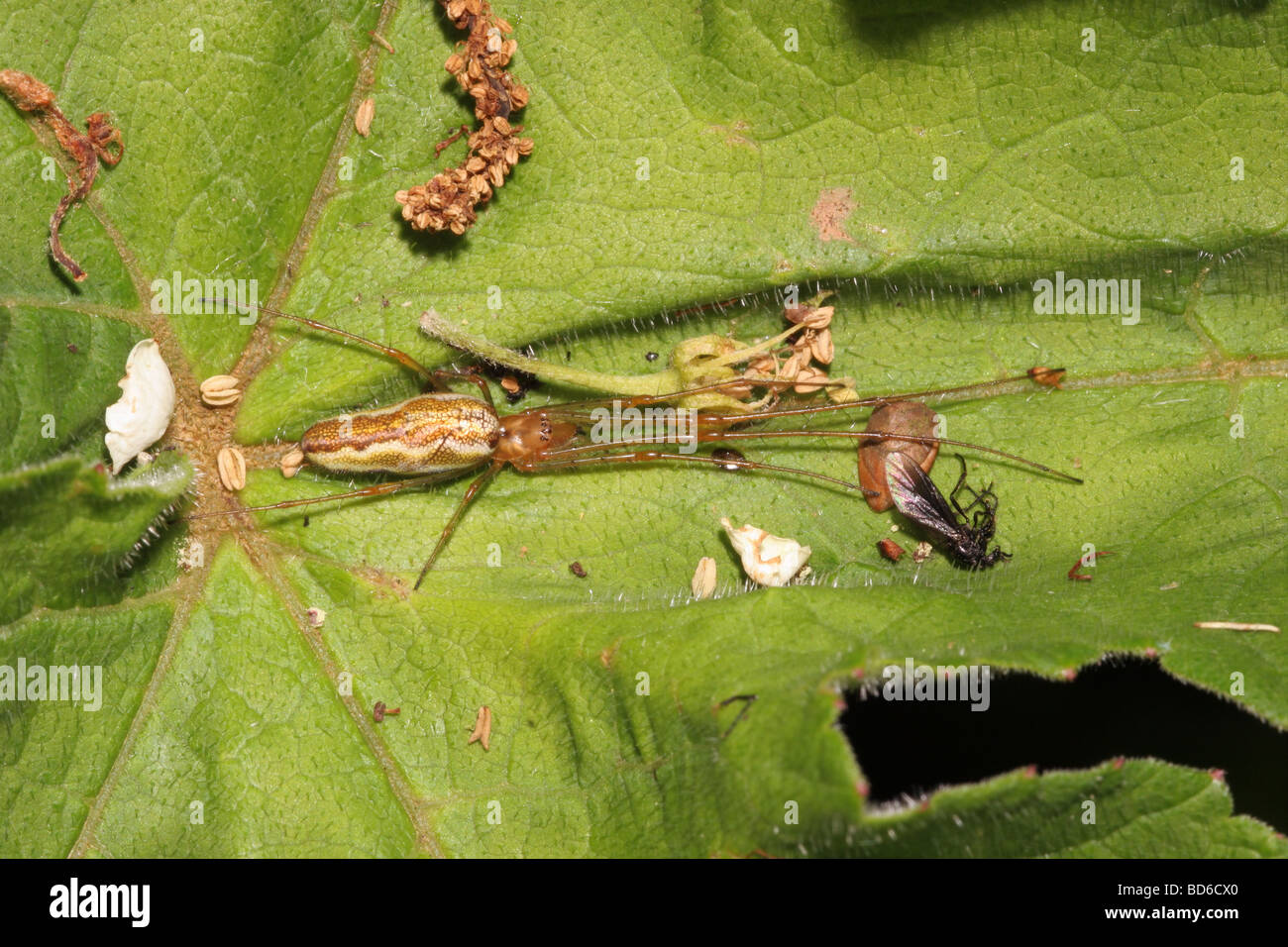 Orb weaver plate longue commune araignée Tetragnatha extensa Tetragnathidae femme bien camouflée parmi des débris sur une feuille UK Banque D'Images