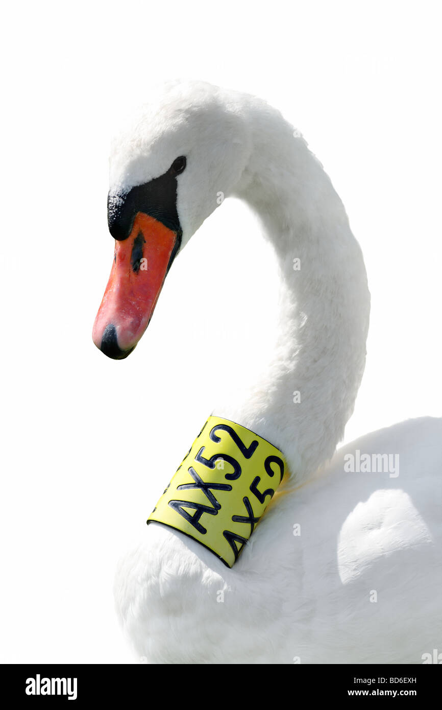 Tête et cou de cygne tuberculé (Cygnus olor) isolé sur fond blanc Banque D'Images
