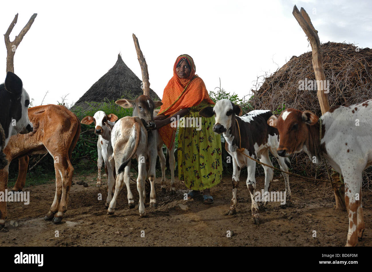 Avec ses vaches Kadija se tient devant son domicile à Barentu Érythrée 25 août 2006 Kadija est un des assistant ainsi Banque D'Images