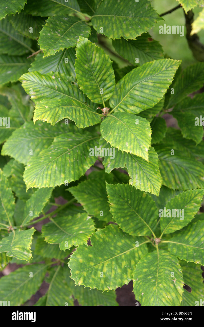 Chêne arménienne ou les feuilles des arbres de chêne Pontine, Quercus pontica, Fagaceae, Caucase Banque D'Images