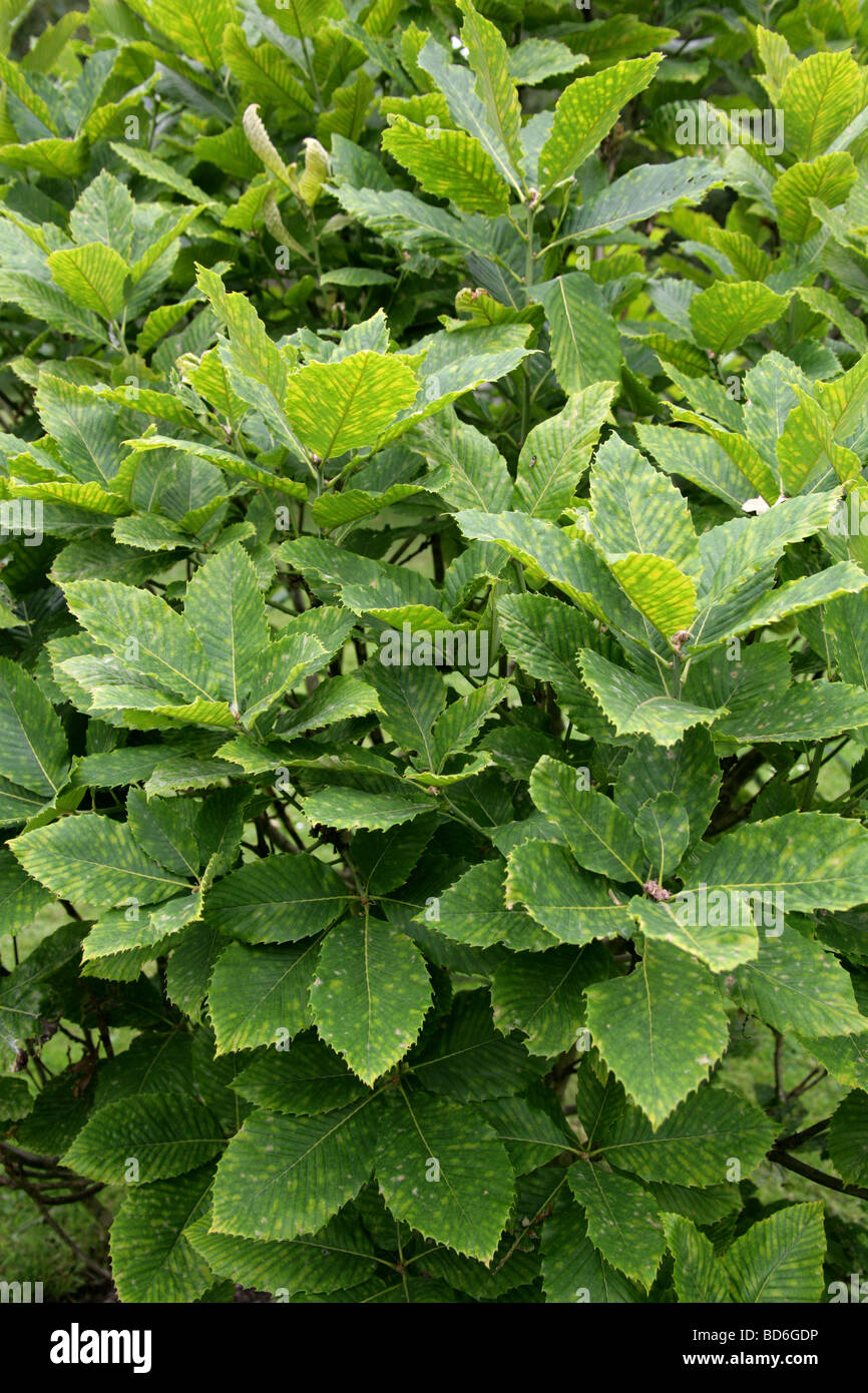 Chêne arménienne ou les feuilles des arbres de chêne Pontine, Quercus pontica, Fagaceae, Caucase Banque D'Images