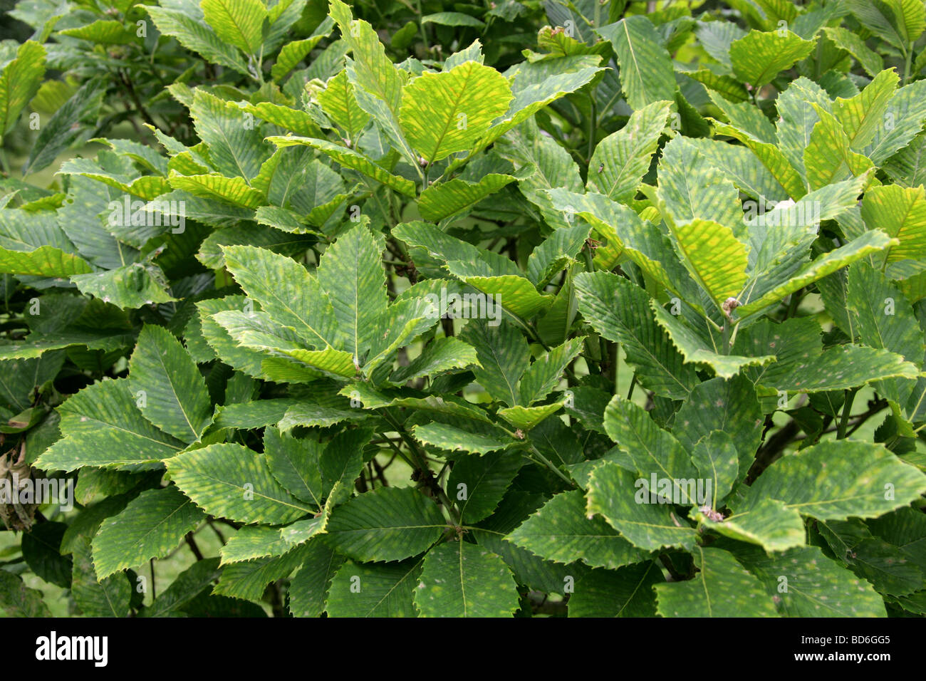 Chêne arménienne ou les feuilles des arbres de chêne Pontine, Quercus pontica, Fagaceae, Caucase Banque D'Images