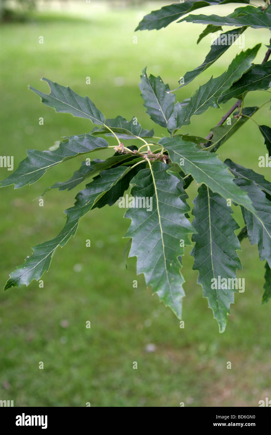 Chêne à feuilles de châtaignier de feuilles d'arbres, Quercus castaneifolia, Fagaceae, du Caucase et d'Iran. Banque D'Images