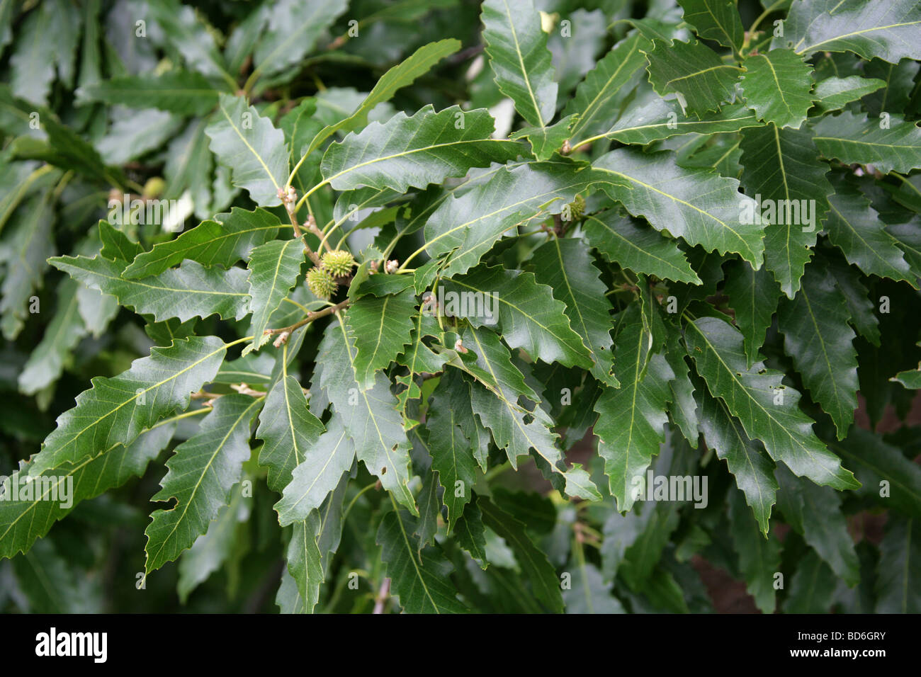 Chêne à feuilles de châtaignier de feuilles d'arbres, Quercus castaneifolia, Fagaceae, du Caucase et d'Iran. Banque D'Images