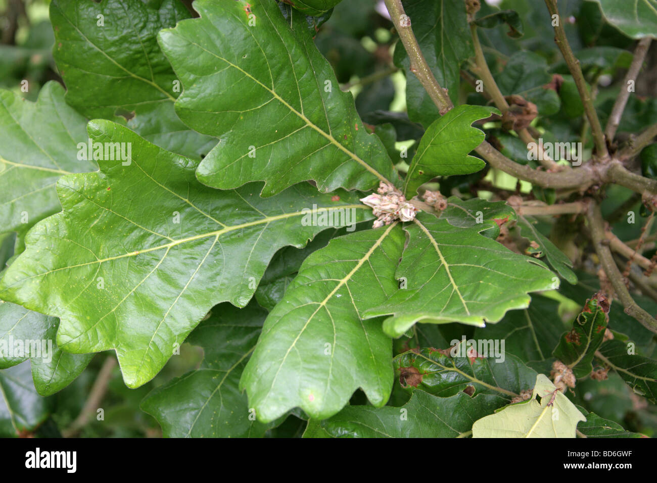 Les feuilles des arbres, le chêne Daimyo Quercus dentata syn Quercus maccormickii, Fagaceae, l'Est de l'Asie. Banque D'Images