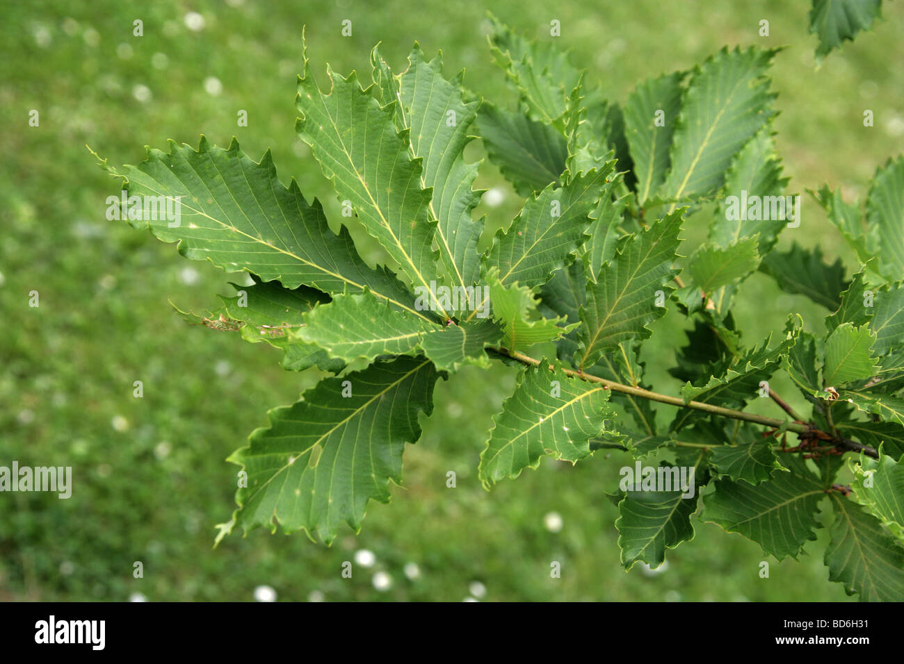 Les feuilles des arbres de chêne japonais, Quercus crispula, Fagaceae, Sakhaline, Japon Banque D'Images