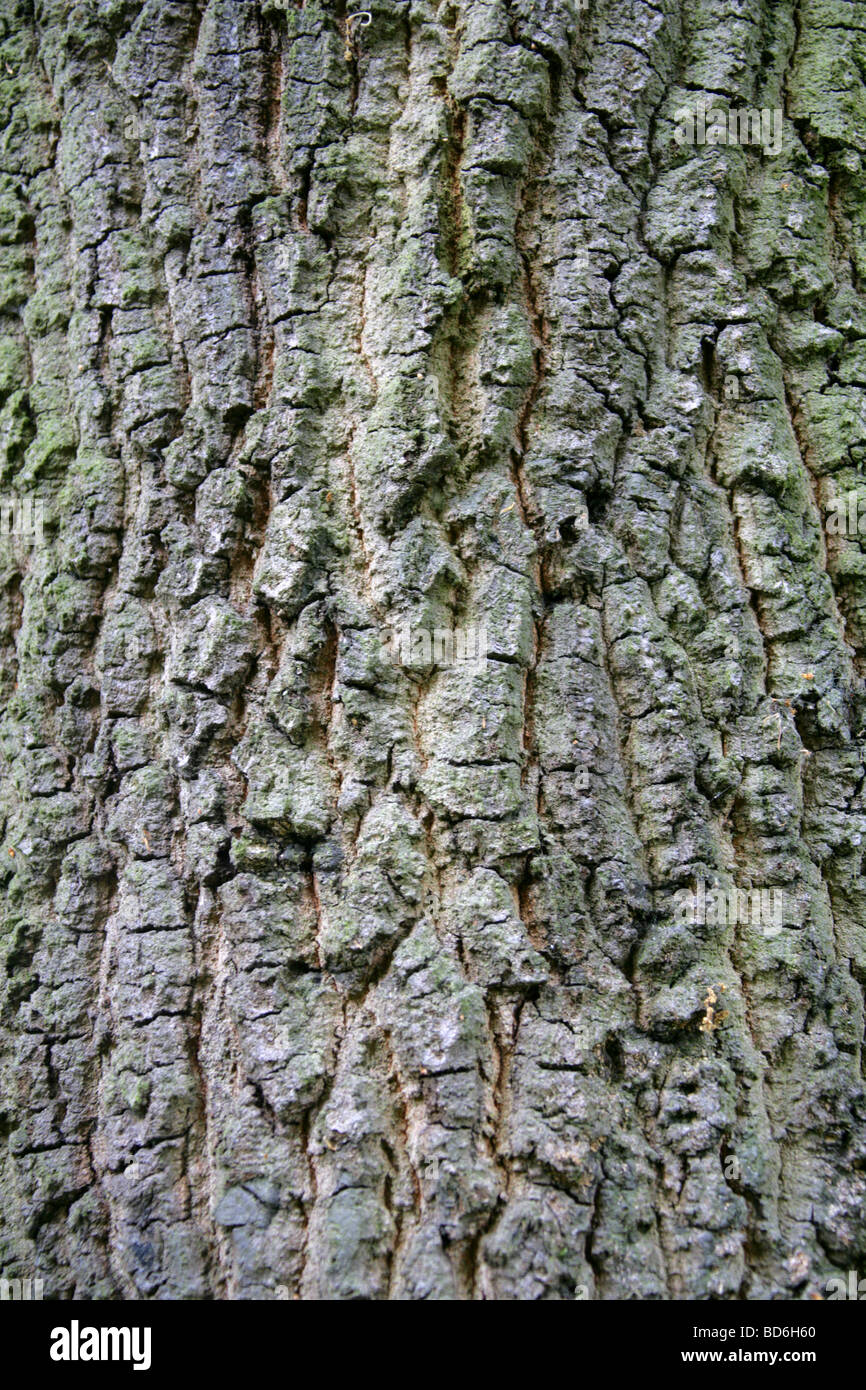 L'écorce de chêne macédonienne, Quercus trojana syn Q. macedonicus, Fagaceae, sud-est de l'Europe. Banque D'Images