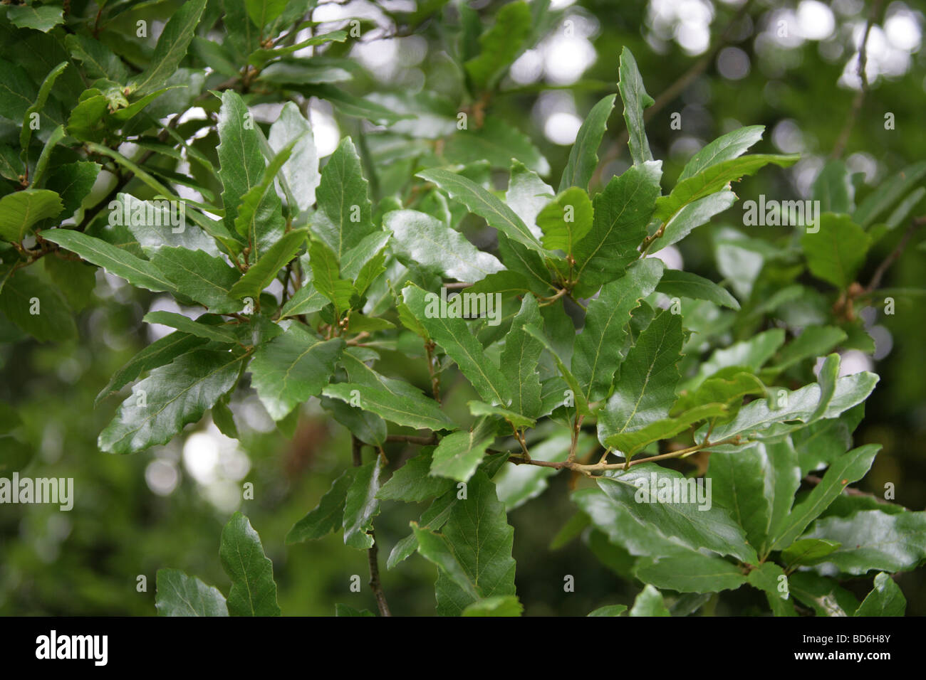 Les feuilles des arbres de chêne macédonienne, Quercus trojana syn Q. macedonicus, Fagaceae, sud-est de l'Europe. Banque D'Images