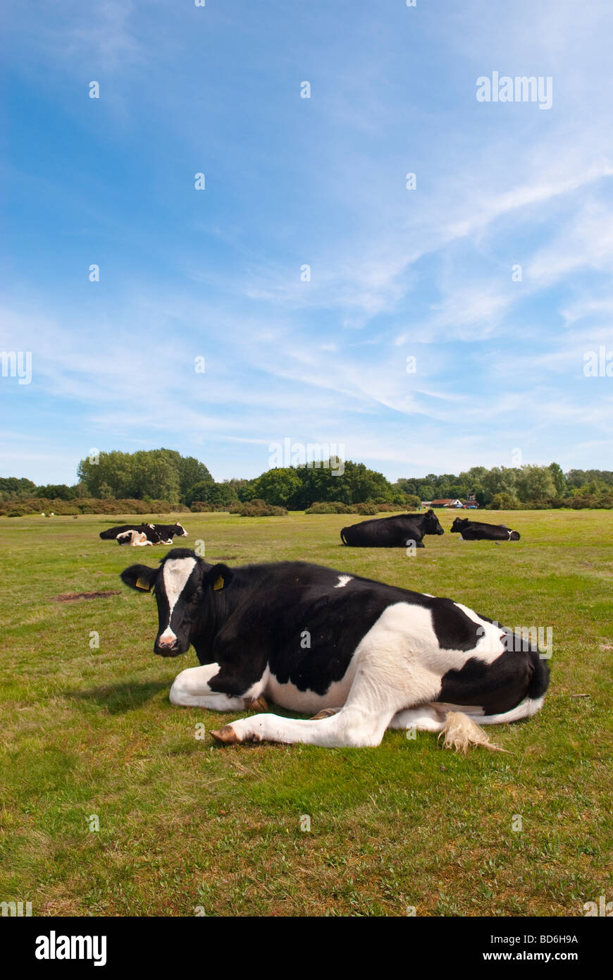 Un Fresian Cow dans la campagne du Suffolk au Royaume-Uni Banque D'Images