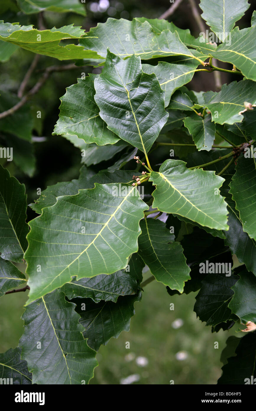 Les feuilles des arbres de chêne blanc Oriental, Quercus aliena, Fagaceae, Japon, Corée Banque D'Images