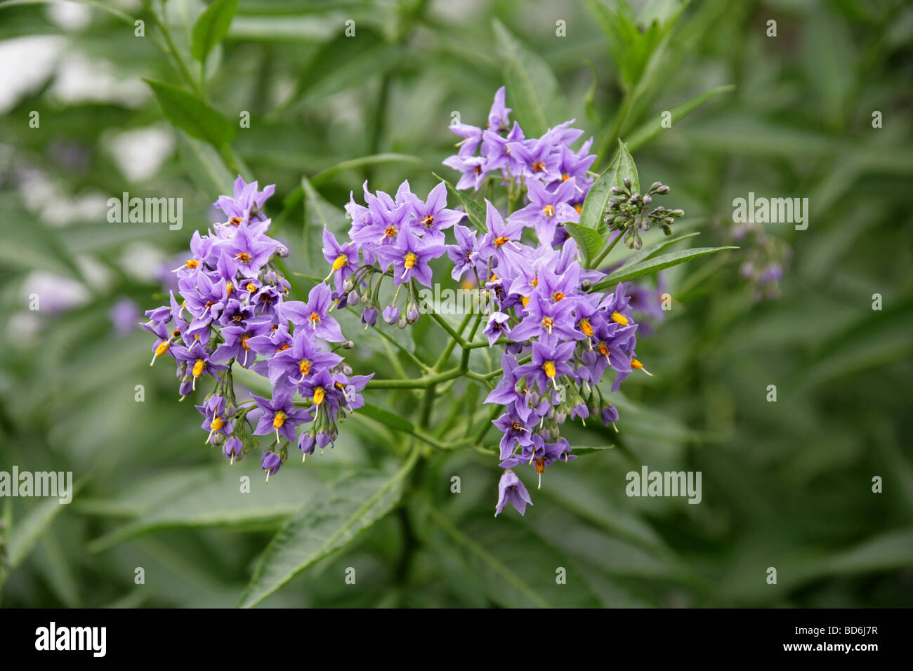Vigne chilien de pomme de terre, Nichilien NightShade ou arbre chilien de pomme de terre (ou souvent seulement de la vigne de pomme de terre), Solanum crispum, Solanaceae. Chili, Amérique Du Sud Banque D'Images