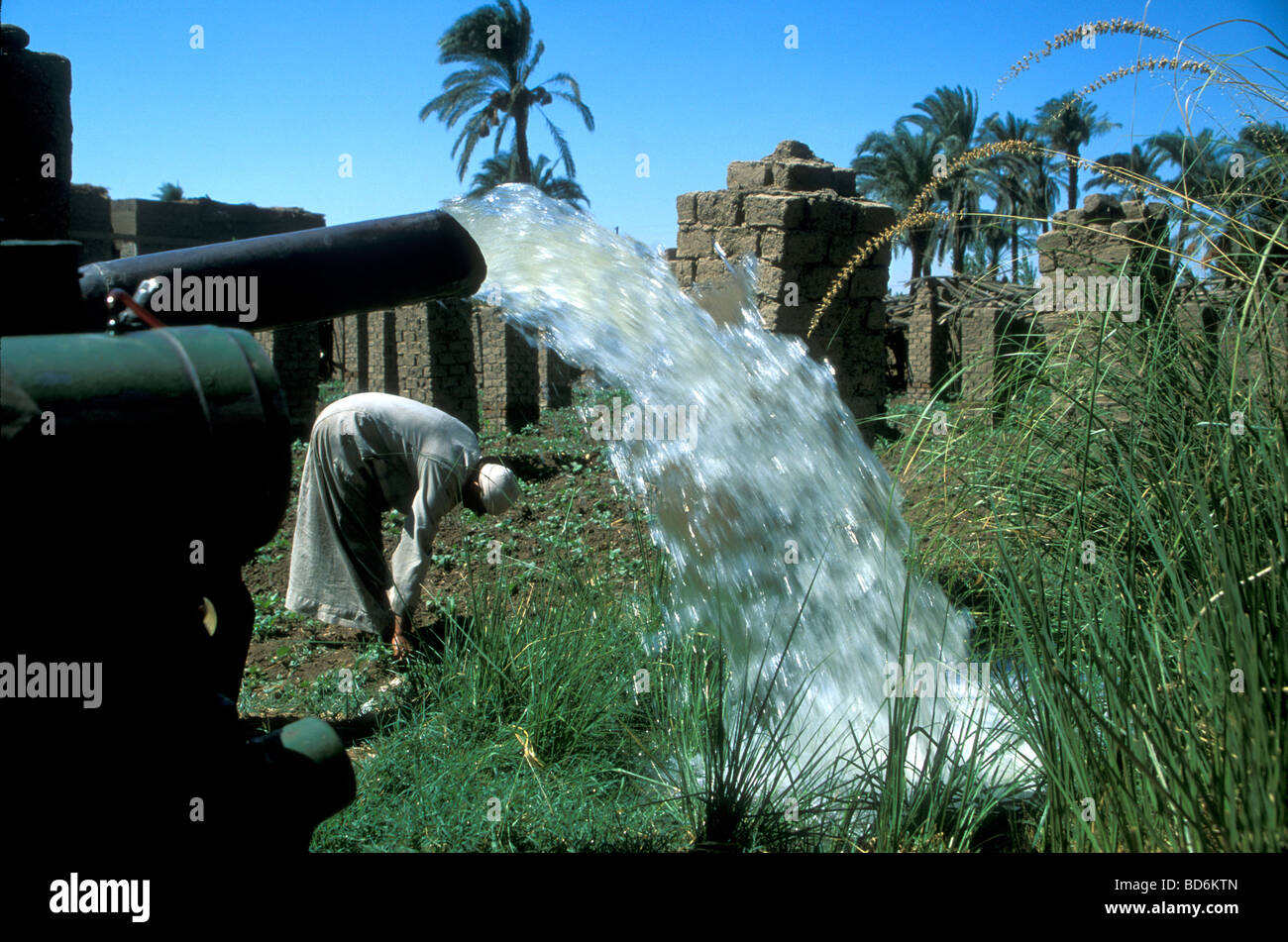 Agriculteur égyptien en désardant son champ irrigué, en haute-Égypte Banque D'Images