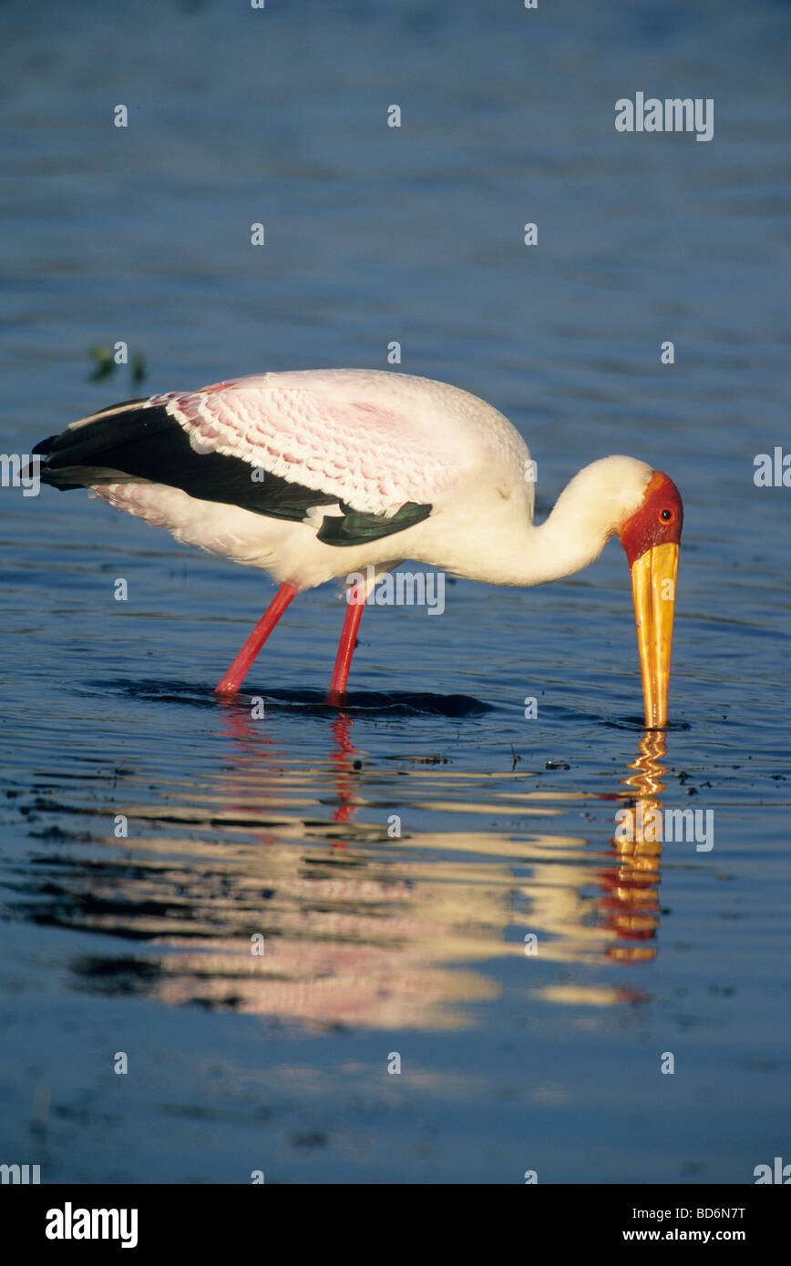 Yellow-billed Stork (Mycteria ibis) se nourrir dans une piscine saisonnière, Delta de l'Okavango au Botswana Banque D'Images
