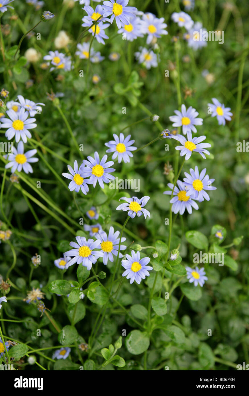 Daisy bleu ou bleu Marguerite, Felicia amelloides syn F. aethiopica, Asteraceae, Afrique du Sud Banque D'Images Daisy bleu ou bleu Marguerite, Felicia amelloides syn F. aethiopica, Asteraceae, Afrique du Sud Banque D'Images