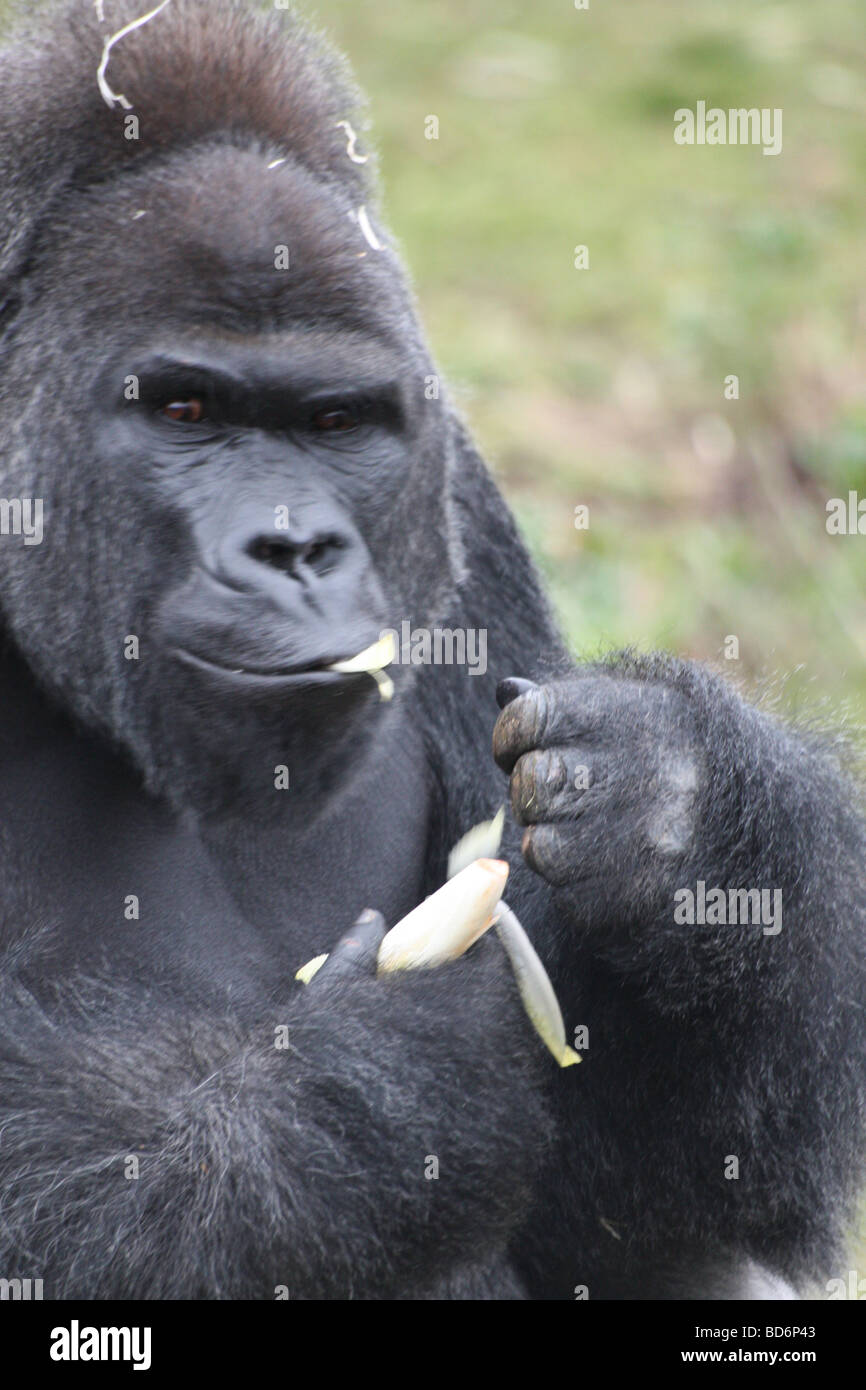 Un gorille heureux manger une banane Banque D'Images