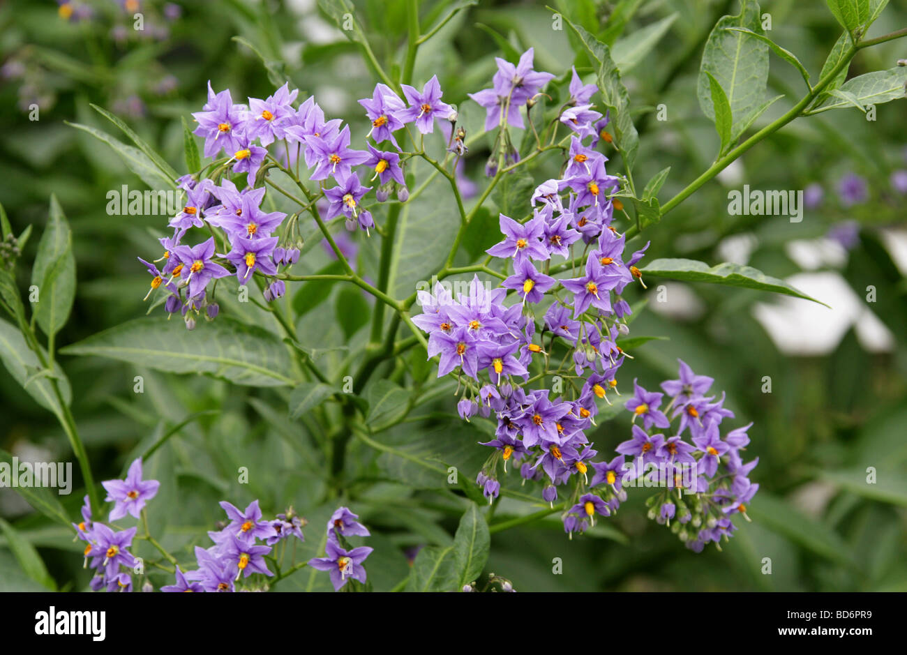 Vigne chilien de pomme de terre, Nichilien NightShade ou arbre chilien de pomme de terre (ou souvent seulement de la vigne de pomme de terre), Solanum crispum, Solanaceae. Chili, Amérique Du Sud. Banque D'Images