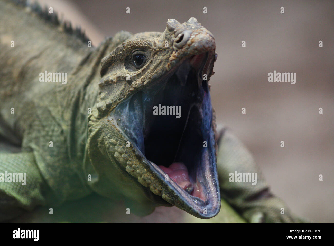 Un lézard ou reptile avec sa bouche ouverte Banque D'Images