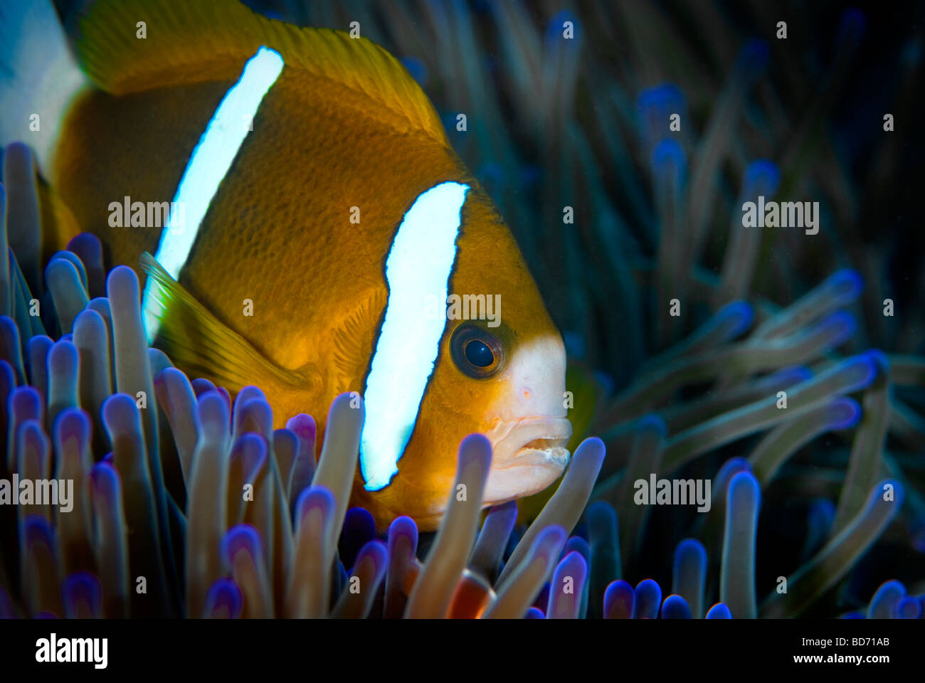 Poisson de l’anémone Banque D'Images