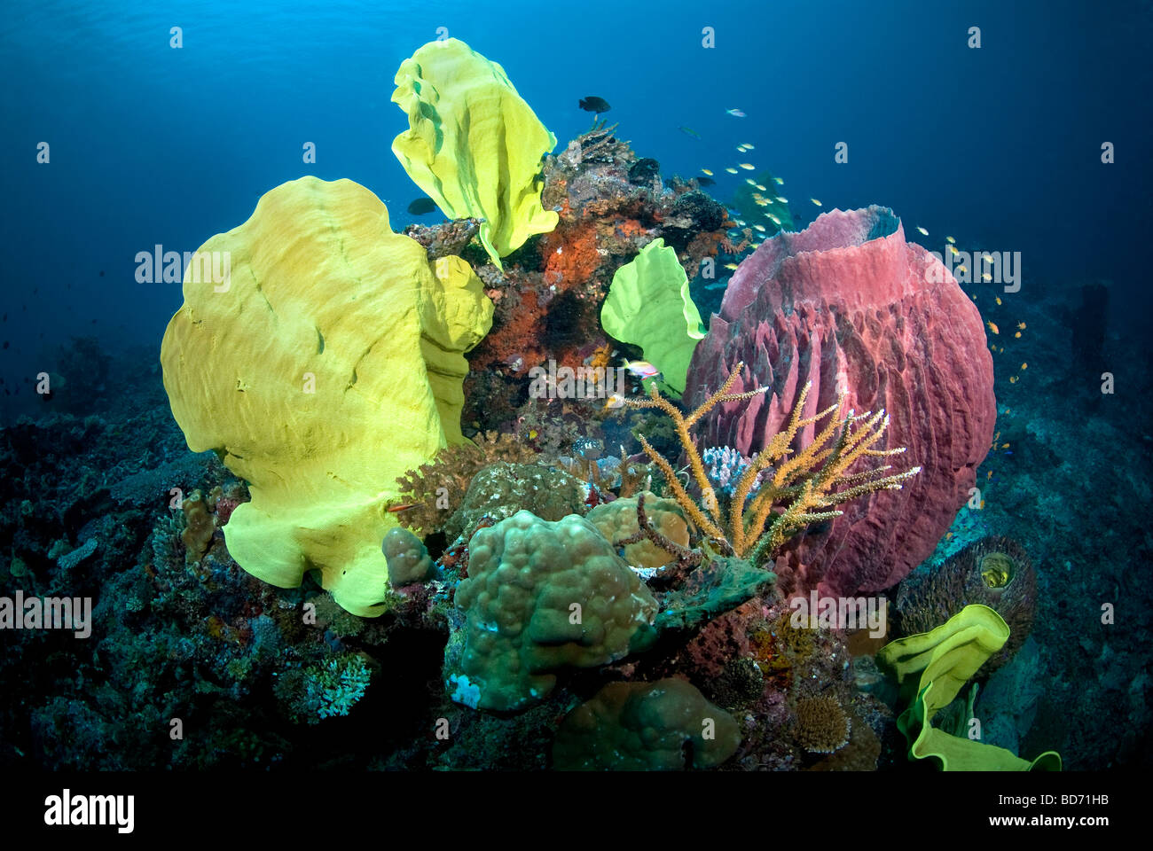 Les récifs sous-marins Milne Bay, en Papouasie-Nouvelle-Guinée Banque D'Images