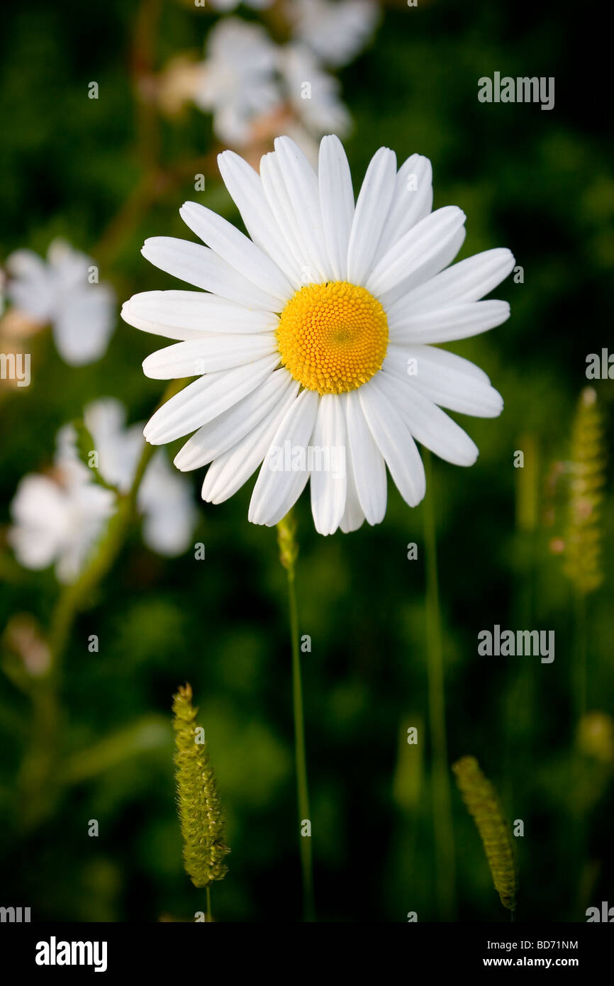 Ox grande marguerite (Leucanthemum vulgare) Banque D'Images