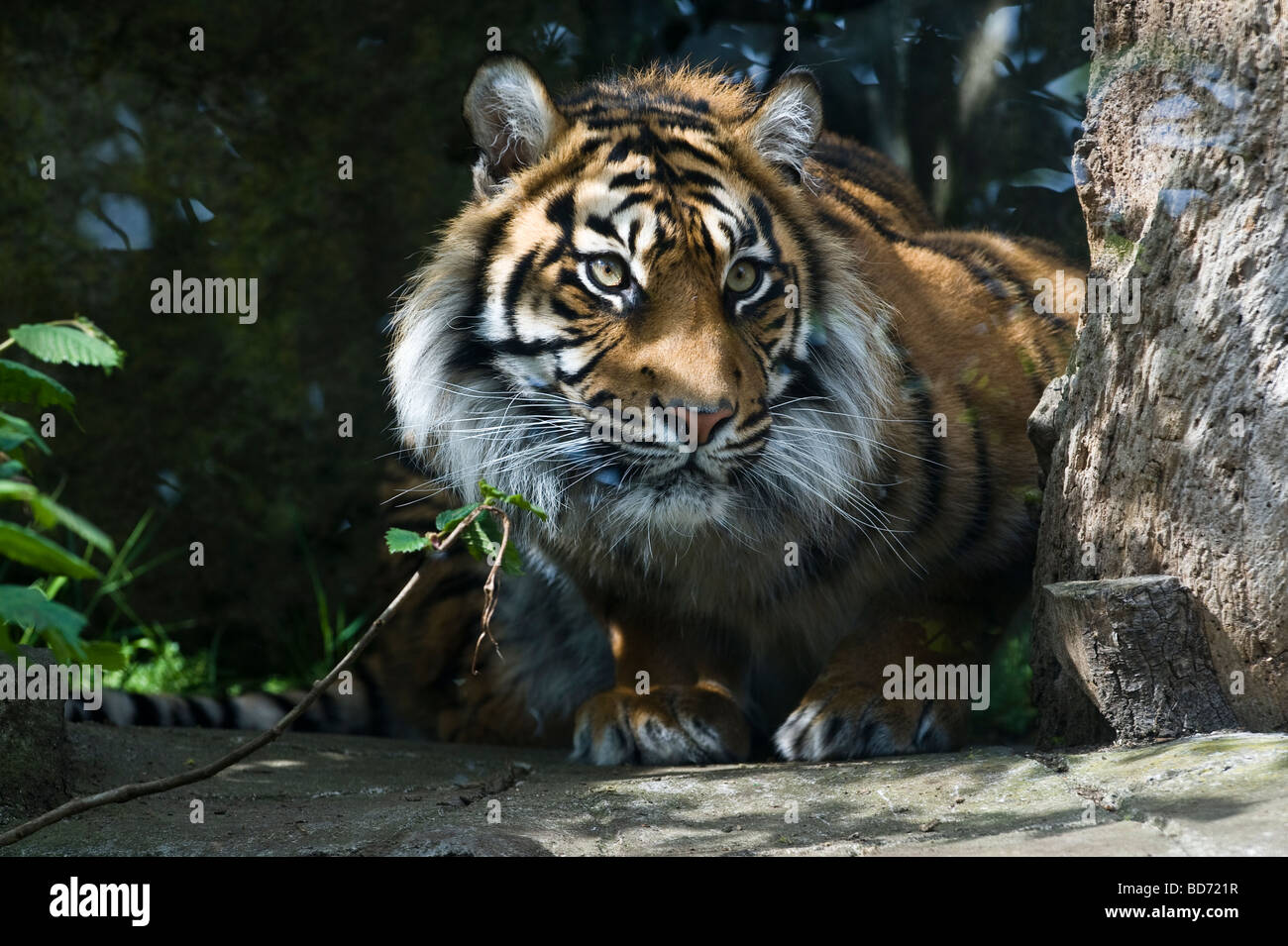 Tigre de Sibérie (Panthera tigris) Banque D'Images