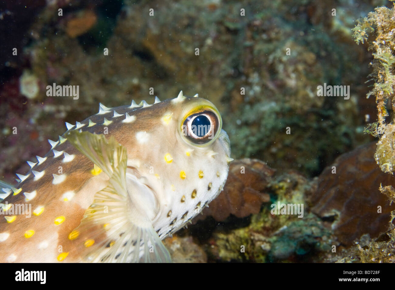 Burrfish jaune repéré (Cyclichthys spilostylus) Banque D'Images